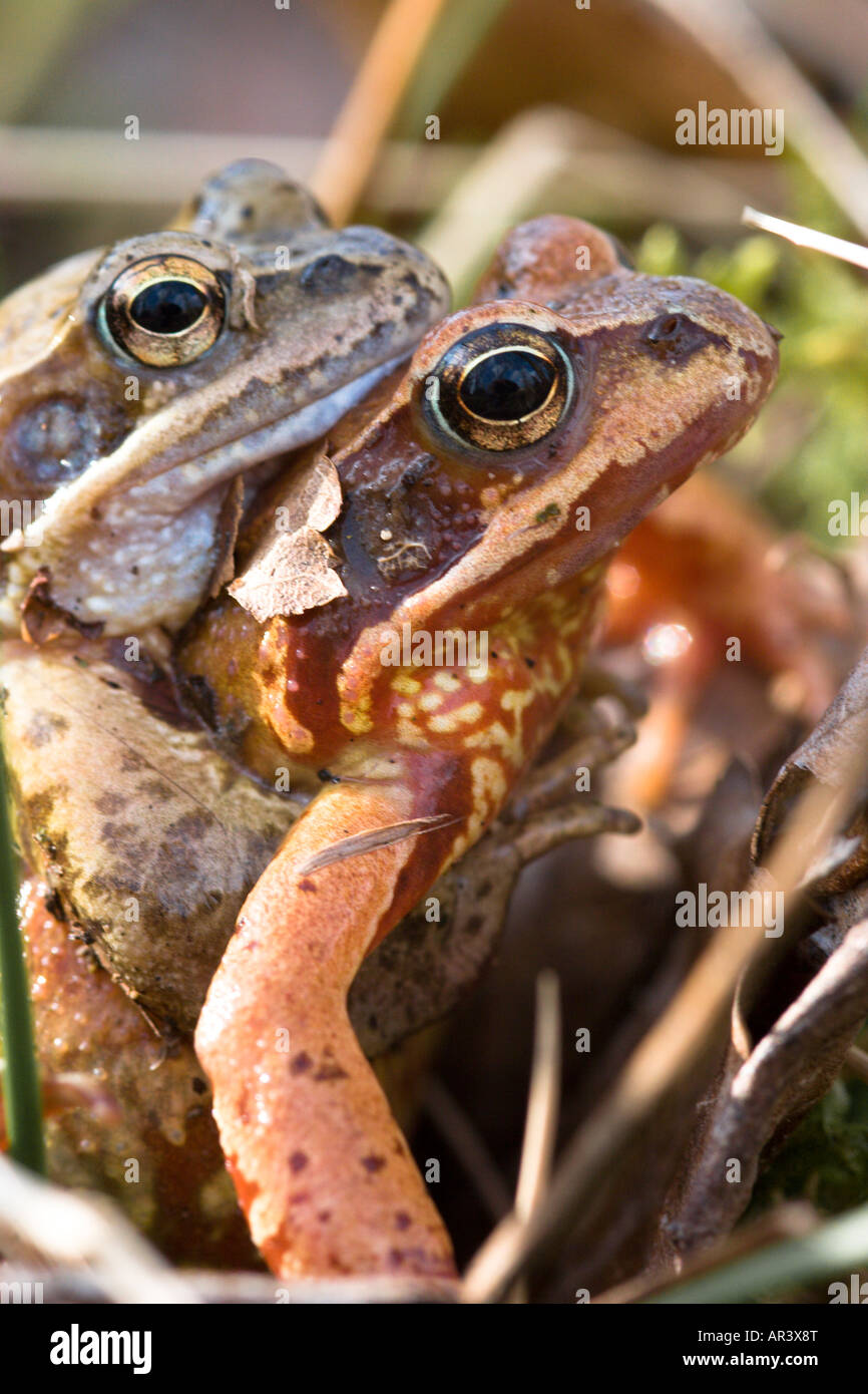 Grass Frösche Paarung Rana Temporaria weiblich rot männlichen blau gefärbt gefärbt Stockfoto