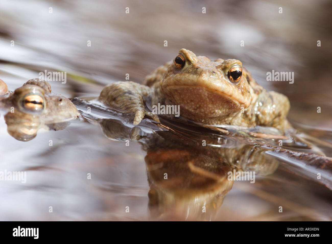 Kröte Bufo Bufo Paarung Zeit Stockfoto