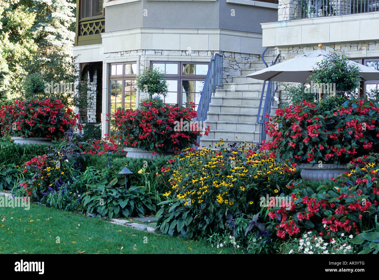 HINTERHOF GARTEN VON MINNESOTA NACH HAUSE IM HERBST.  RUDBECKIA GOLDSTURM, DRAGONWING BEGONIEN, ZINNIEN, HOSTA, EUGENIA TOPIARIES, SALVIA. Stockfoto