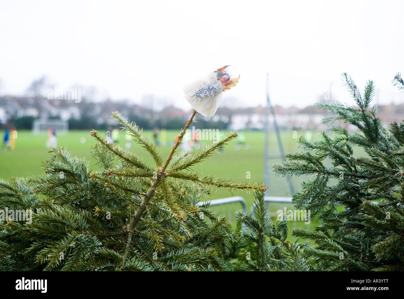 Recycelte Weihnachtsbäume warten auf Abholung durch den Gemeinderat in Sussex, England Stockfoto