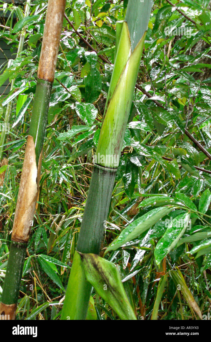 pendelleuchte bambus rattan Rattan Cane Pendelleuchte main image 0