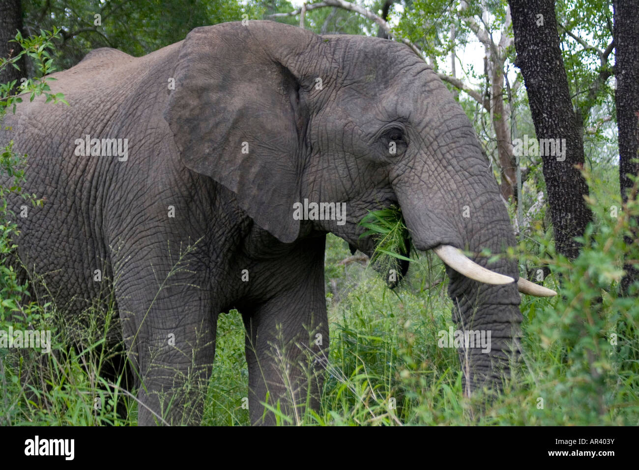 Afrikanischer Elefant ist eine große Pflanzenfresser Wohnung Landsäugetier deren Ernährung aus Gräsern Blätter Bambus Rinde Wurzeln besteht Stockfoto