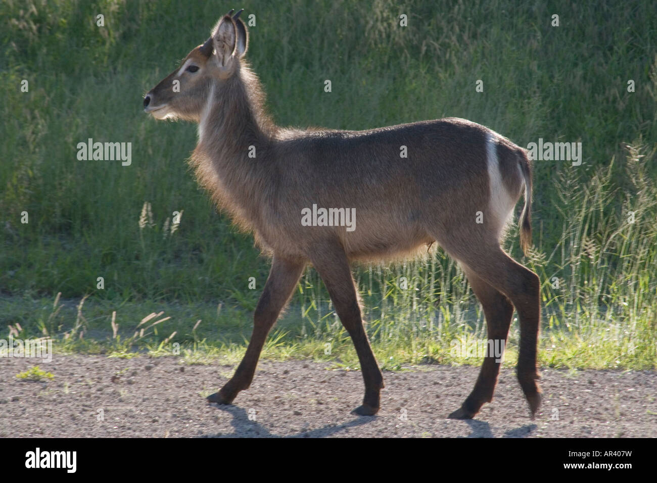 Junge männliche Wasserbock ist eine Beweidung Antilope mit großen weißen Ring auf seinem Hinterteil rund um das Heck Stockfoto