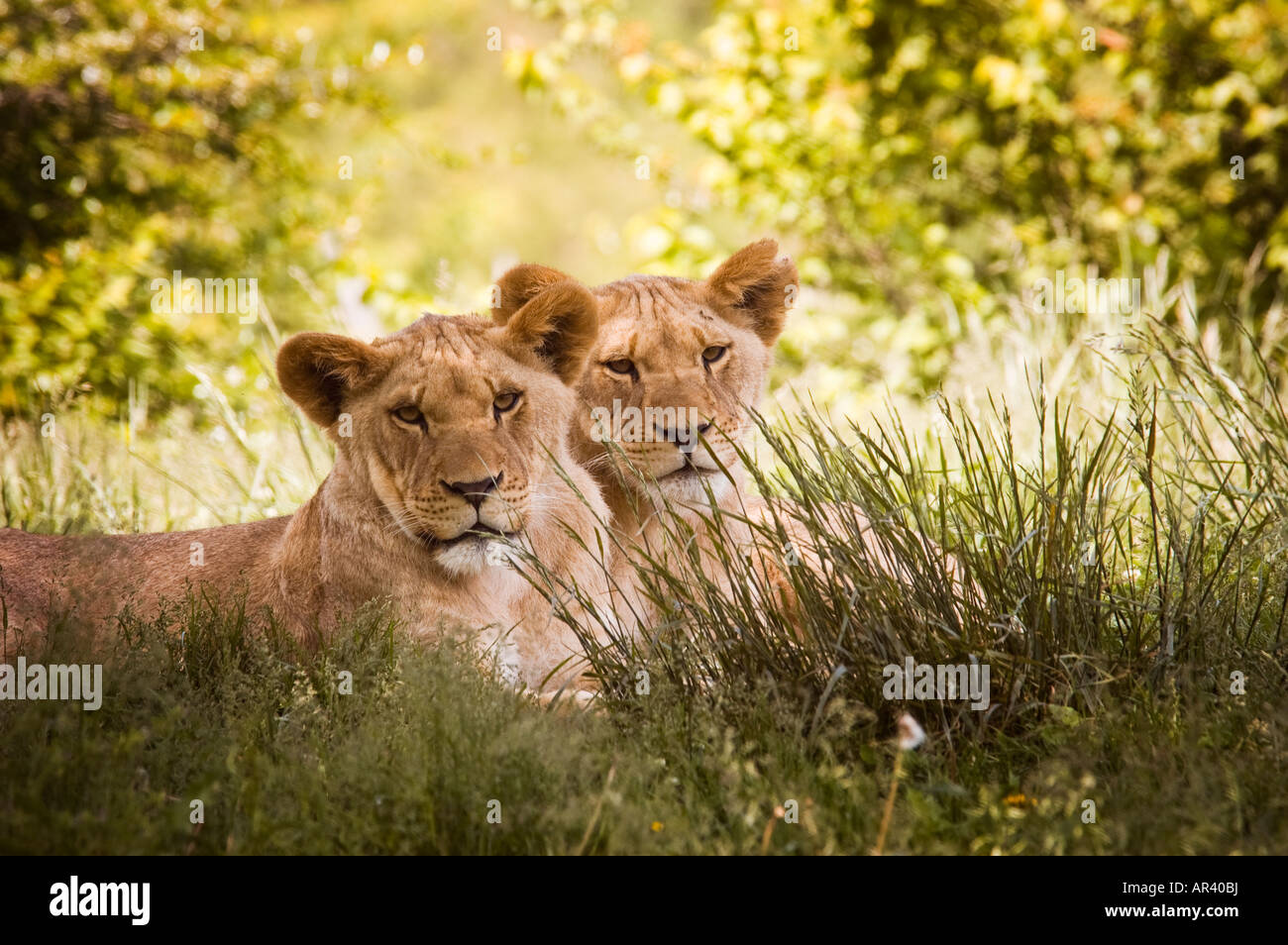 Löwenbabys unter Baum Stockfoto