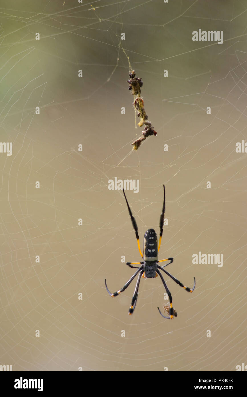 Golden Orb Web-Spider in der Nähe von Insekten Schalen, die im Internet für kleine Vögel, die, wenn gefangen sichtbar beschädigt im web Stockfoto