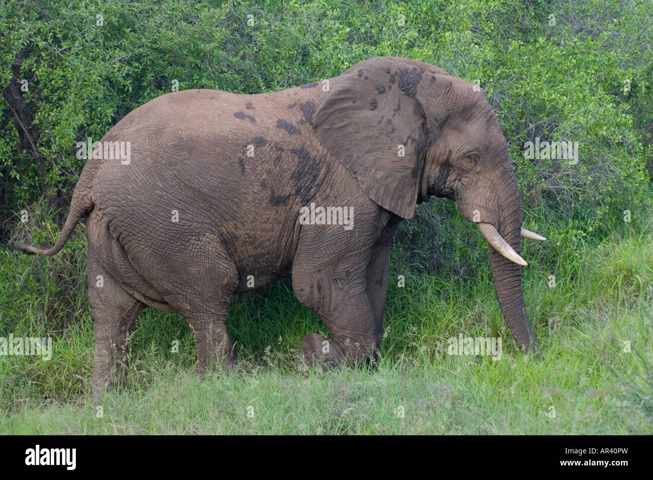 Afrikanische Elefanten sind Pflanzenfresser und dicke Haut hält sie kühl sowohl Männchen und Weibchen haben Hauer Stockfoto