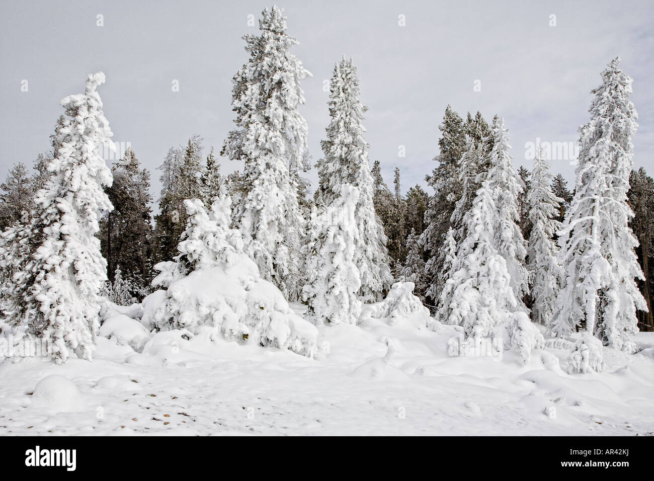 Yellowstone-Nationalpark im Winter Schnee Frost bedeckt Bäume Stockfoto