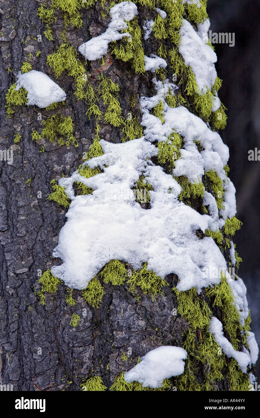 Yellowstone-Nationalpark im Winterschnee bedeckt, Baumrinde und Flechten Stockfoto