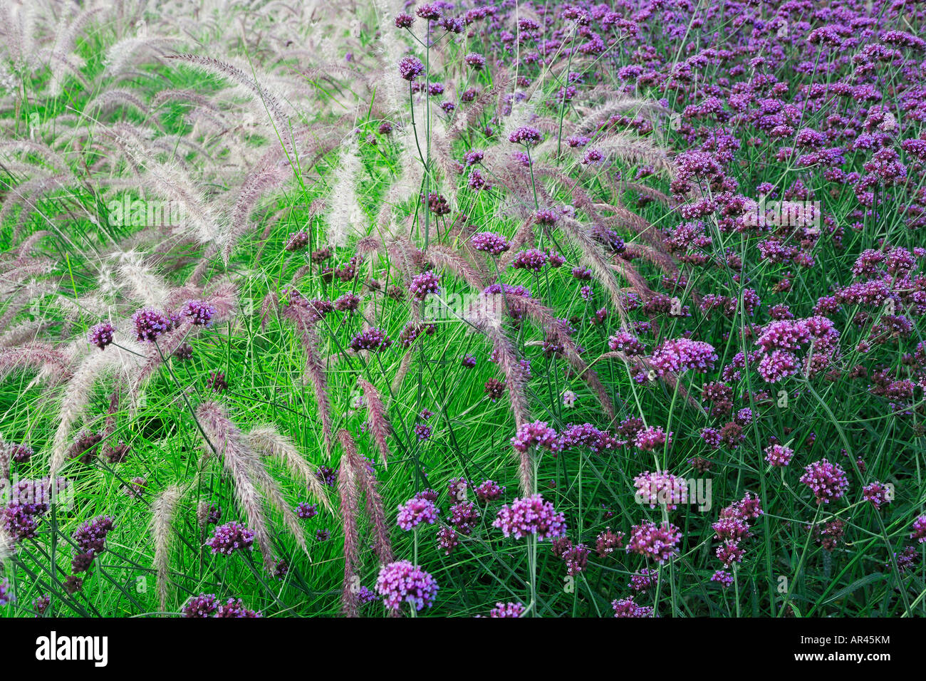 Ziergräser und Bäume säumen die Wege und Stege in Montreal Botanical Gardens, Montreal, Quebec Kanada. Stockfoto