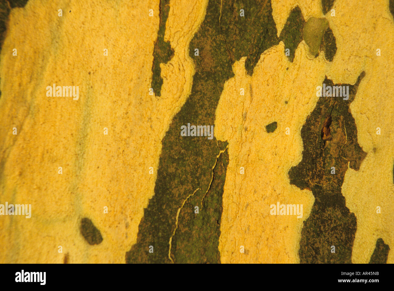 Holz Bäume Vegetation Wald Natur Landschaft Biotope Stockfoto