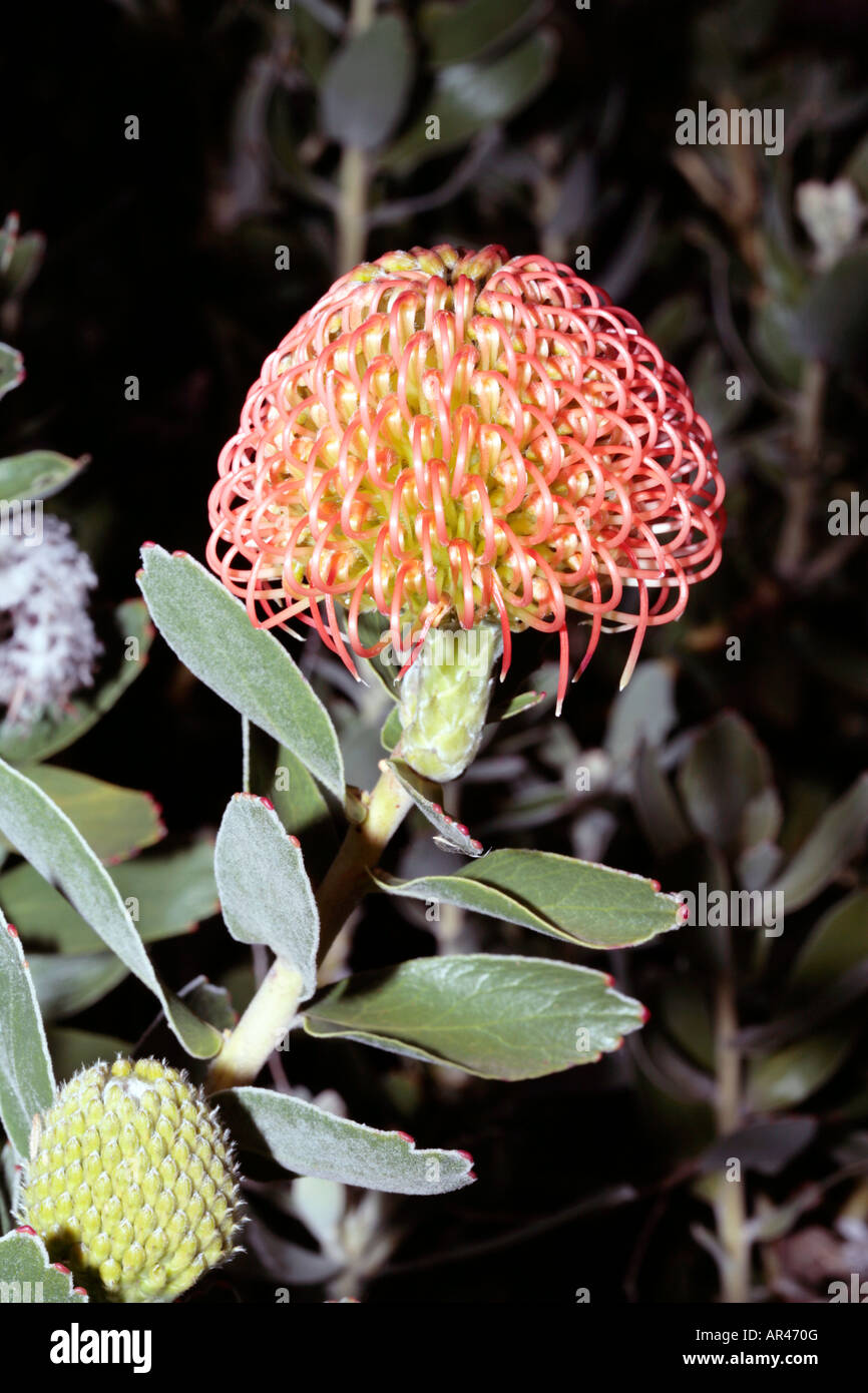 Silky-behaarte Nadelkissen Knospe-Leucospermum Vestitum-Familie Proteaceae-Gruppe auffällige Nadelkissen Stockfoto