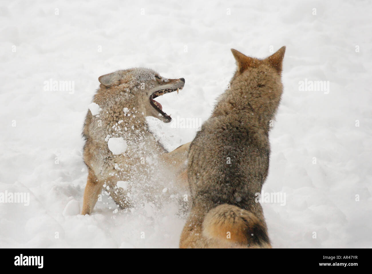 Zwei Kojoten kämpfen im Schnee Stockfoto