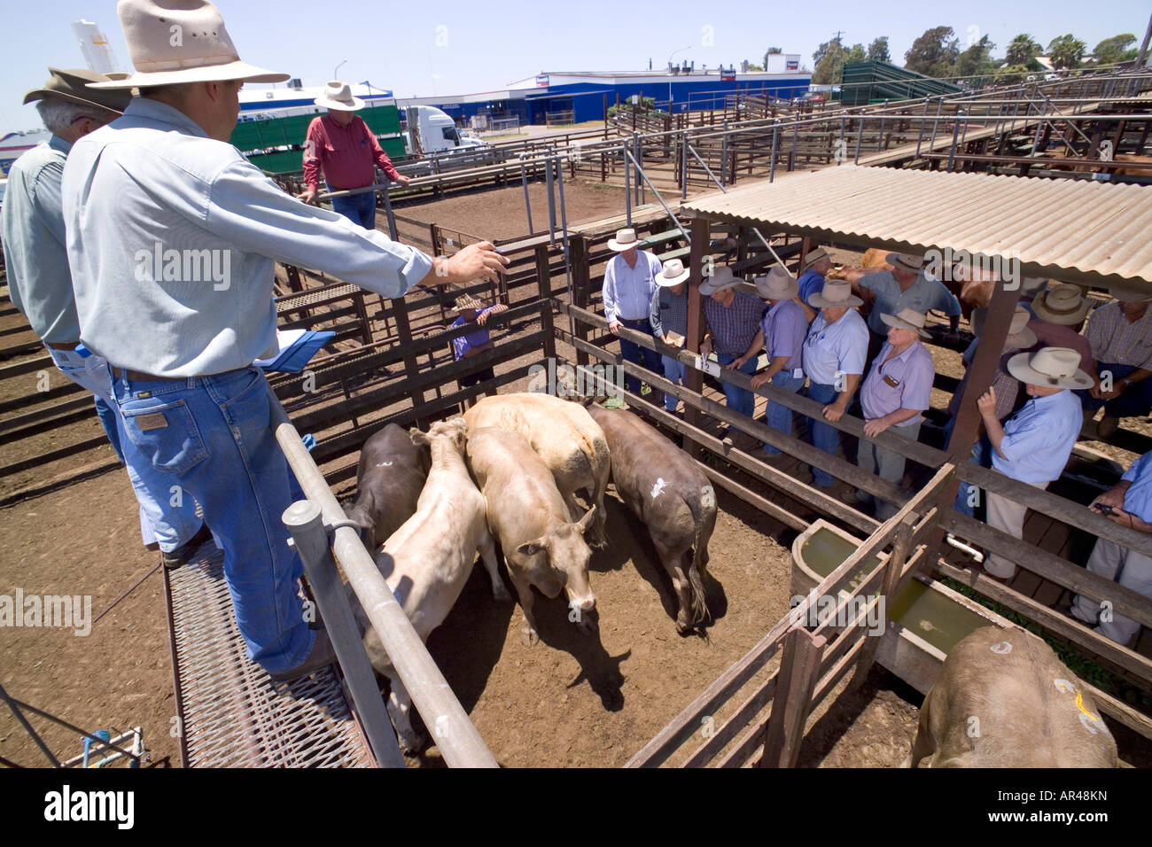 Australian Cattle Auction Stockfoto