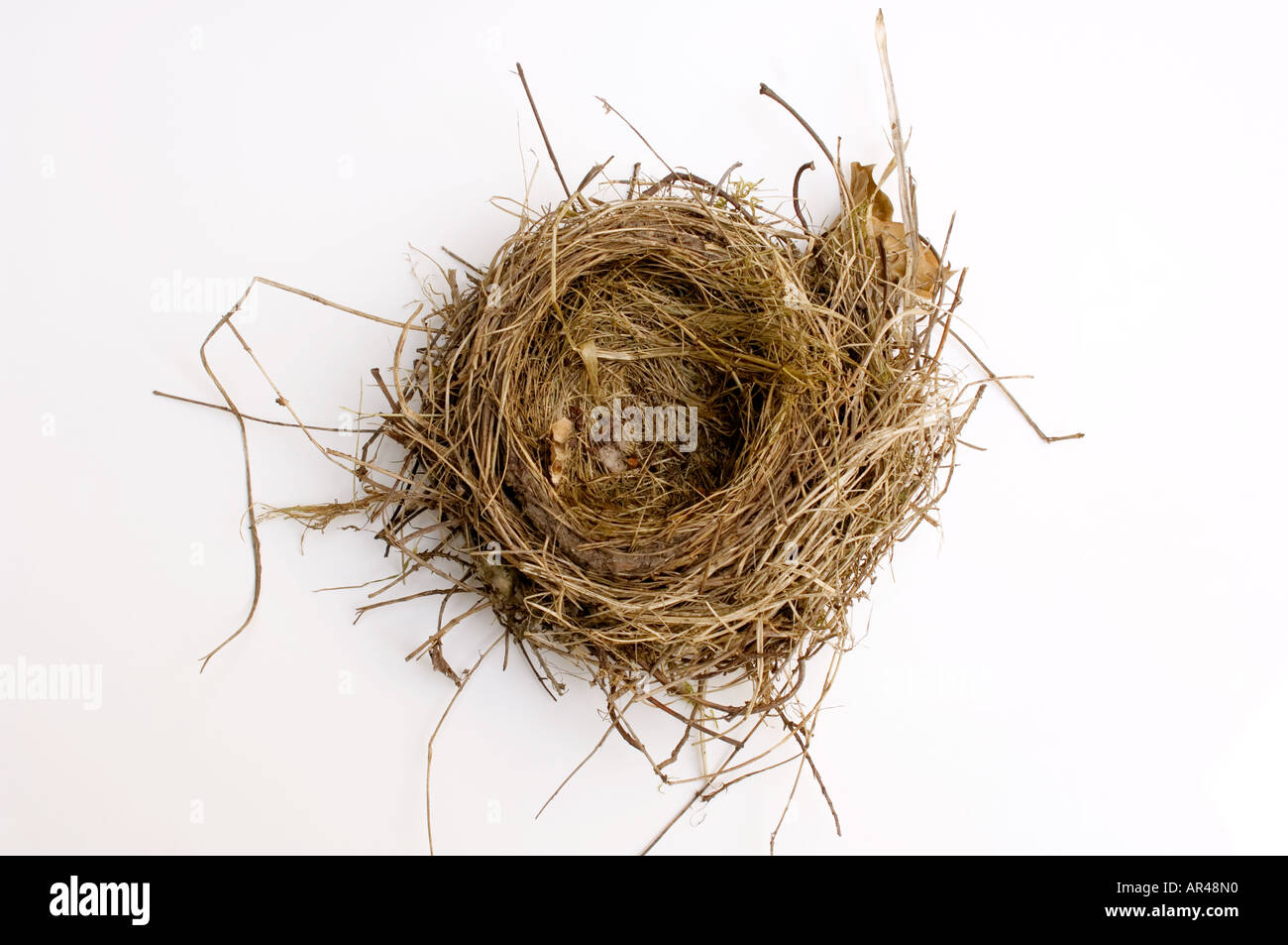 Eine leere Robin s Nest zeigt die Komplexität und die Pflege des Baus Stockfoto