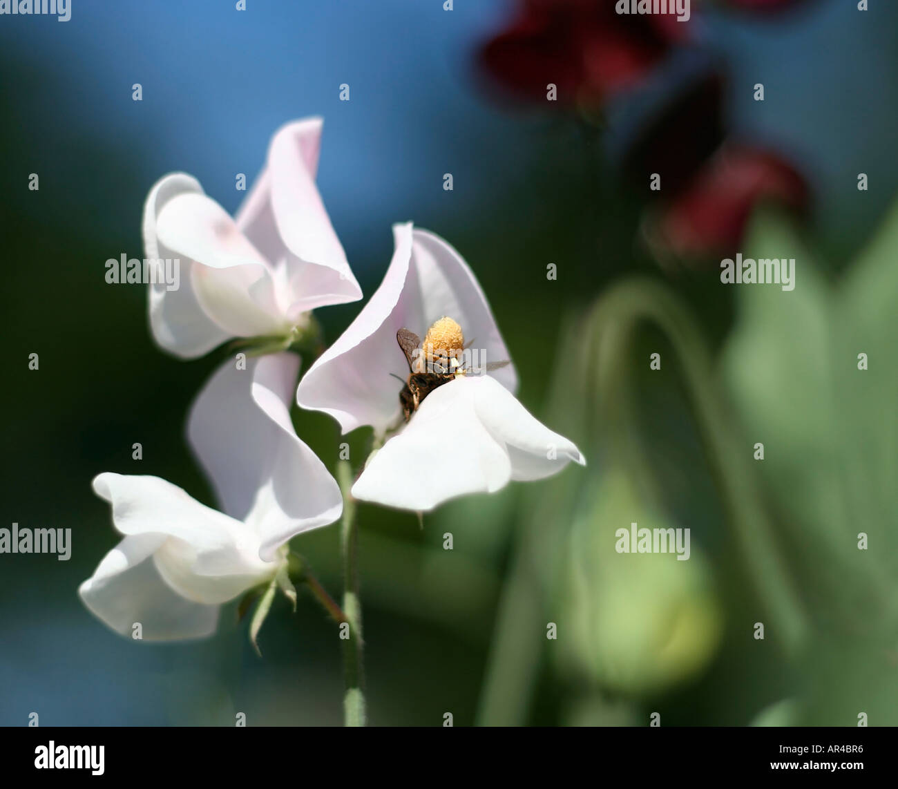 Eine Biene, sammeln von Pollen aus einer weißen Sweet Pea-Blume. Englischer Garten. UK Stockfoto