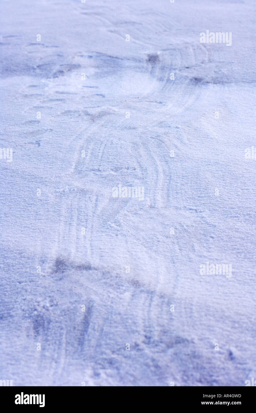 Eisbär Ursus Maritimus Kratzspuren entlang der arktischen Küste Mündung des östlichen Arctic National Wildlife Refuge-Ak Canning River Stockfoto