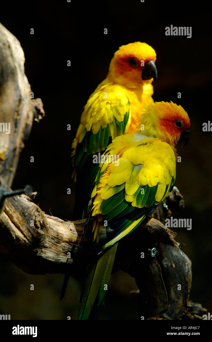 Sun Conure, Aratinga solstitialis Papageien auf einem Ast Stockfoto