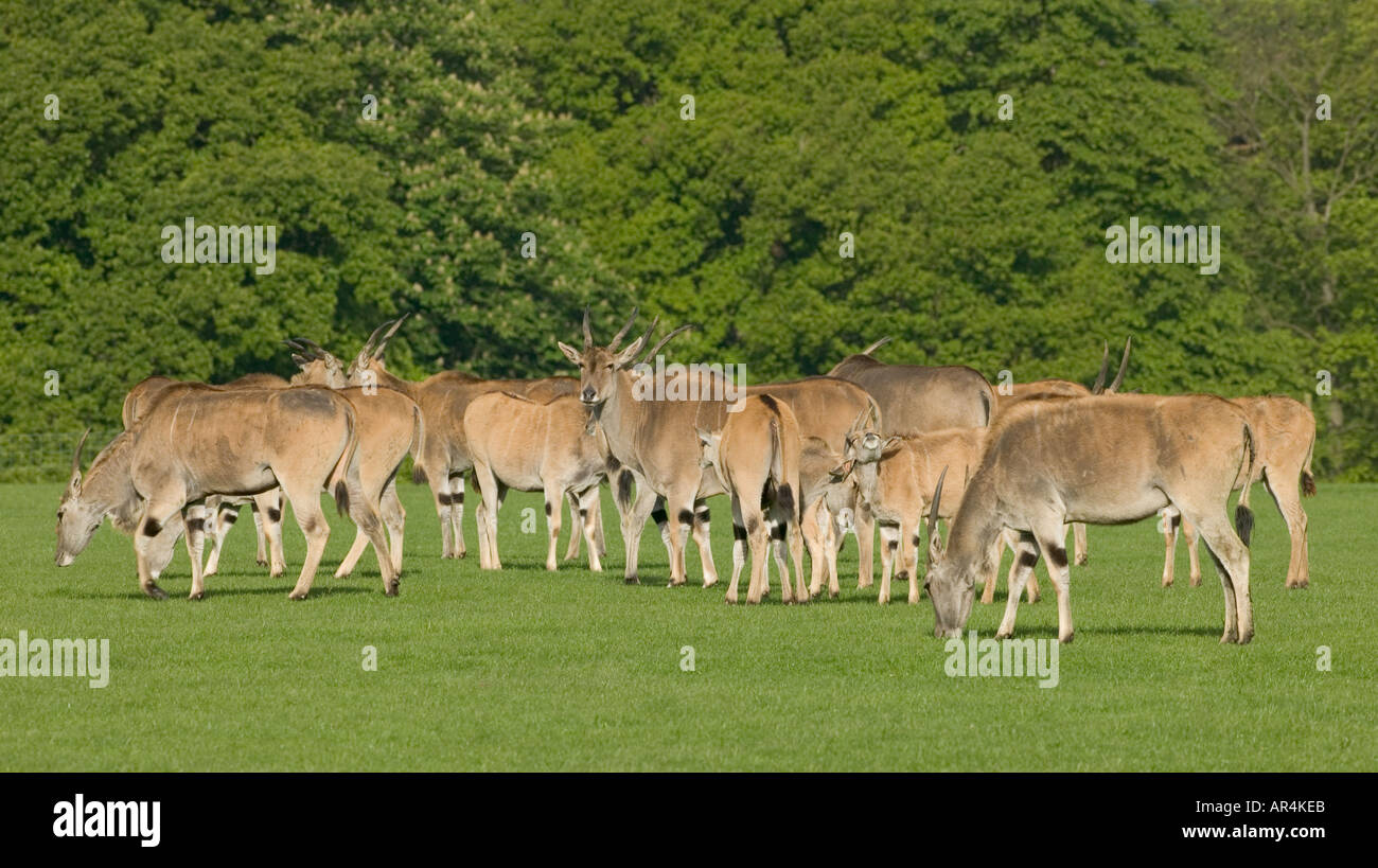 Eland Tauro oryx Stockfoto