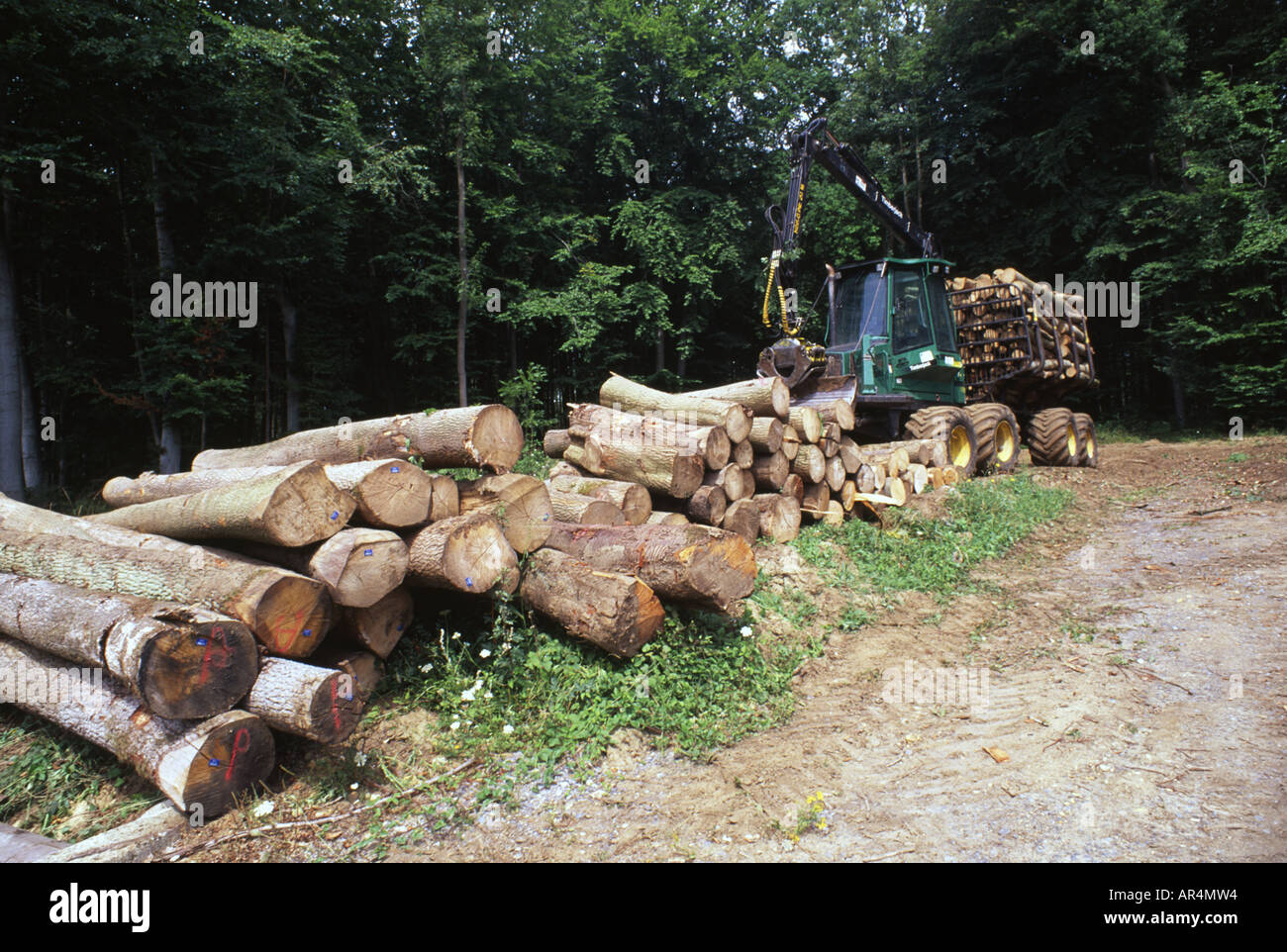 Protokollierung bei der Arbeit, Frankreich. Stockfoto