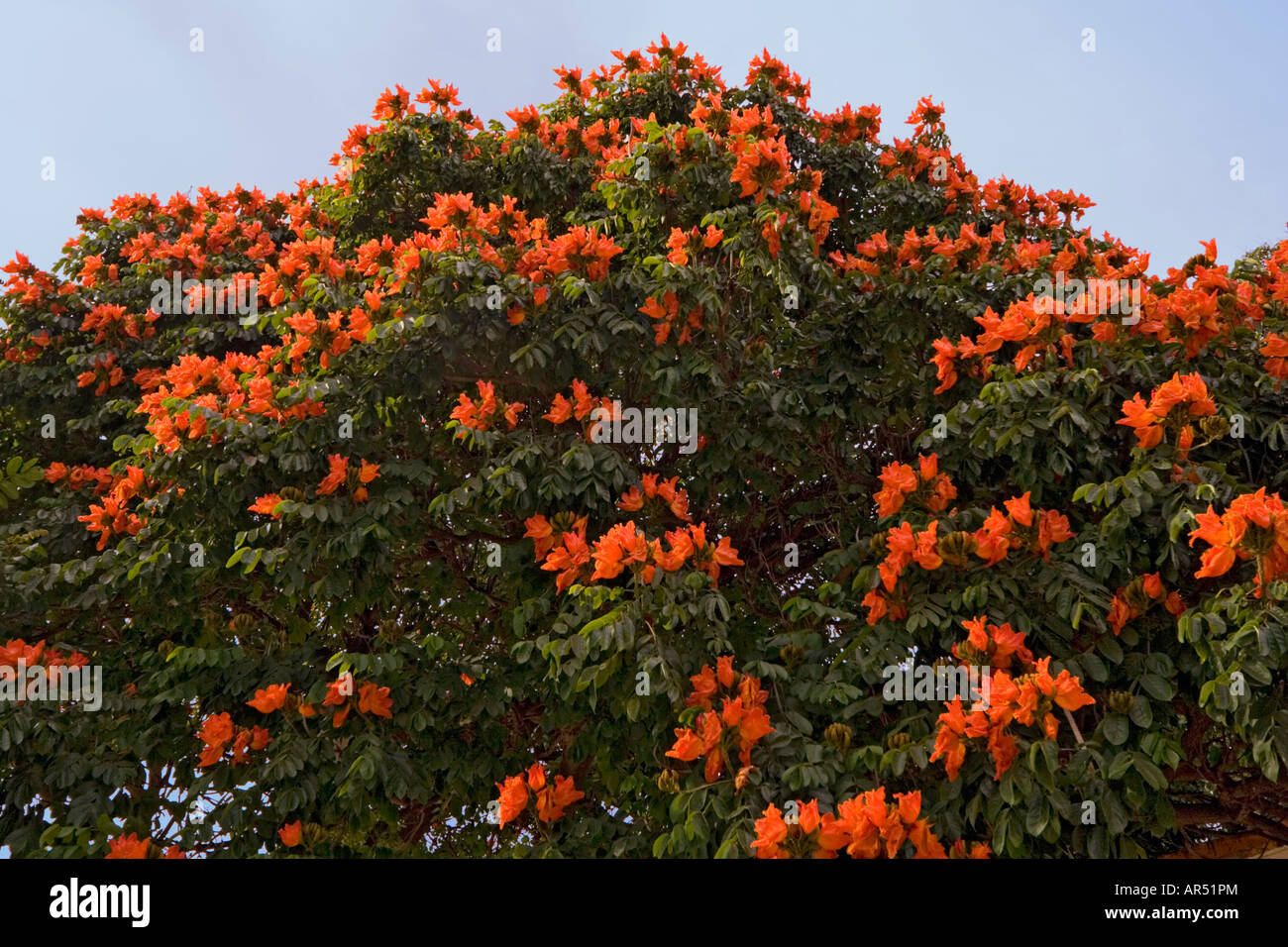 Eine blühende afrikanische Tulpenbaum (Spathodea Campanulata). Mexiko. Tulipier du Gabun (Spathodea Campanulata) En Fleurs (Mexiko). Stockfoto