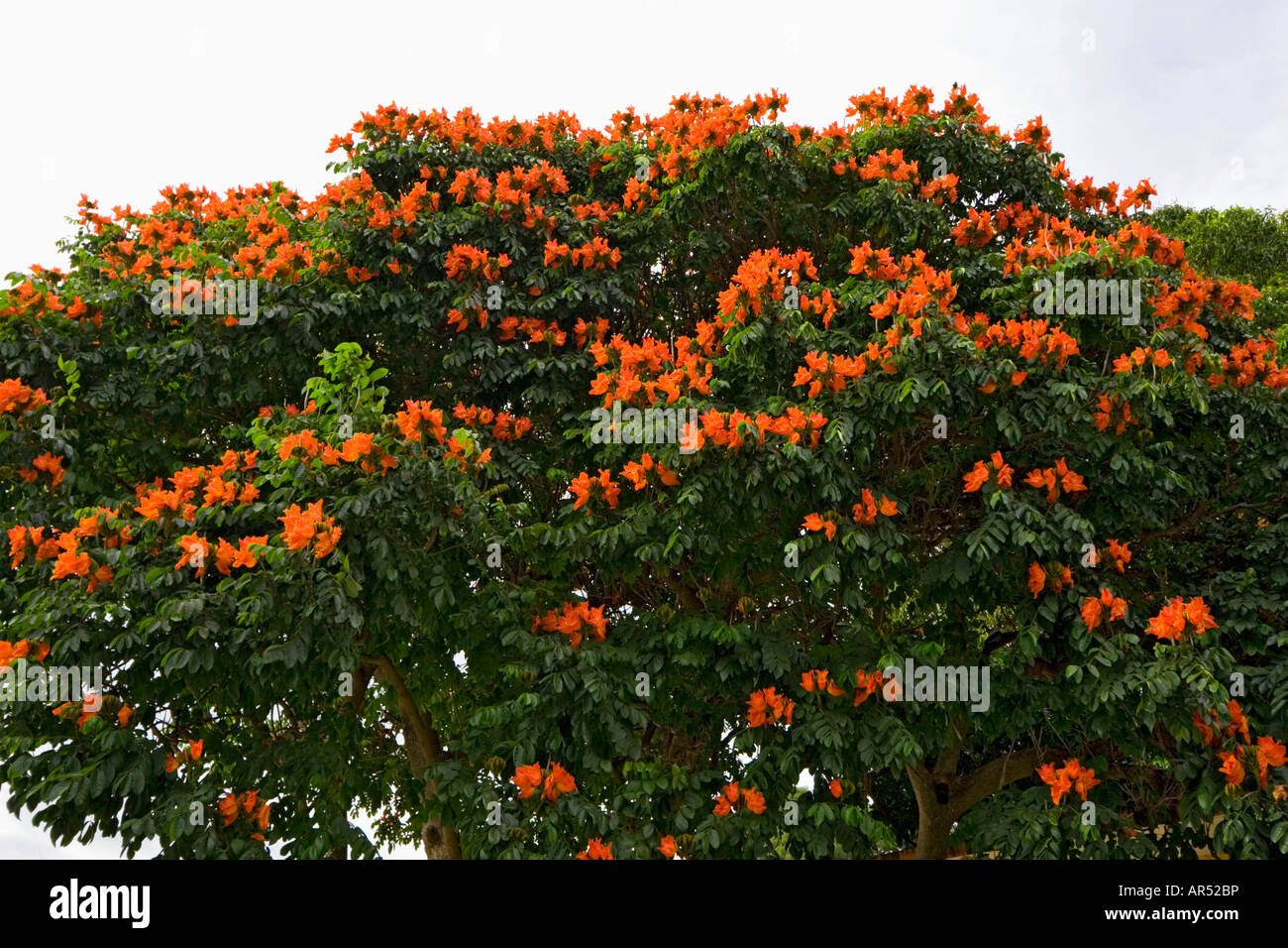 Eine blühende afrikanische Tulpenbaum (Spathodea Campanulata). Mexiko. Tulipier du Gabun (Spathodea Campanulata) En Fleurs (Mexiko). Stockfoto