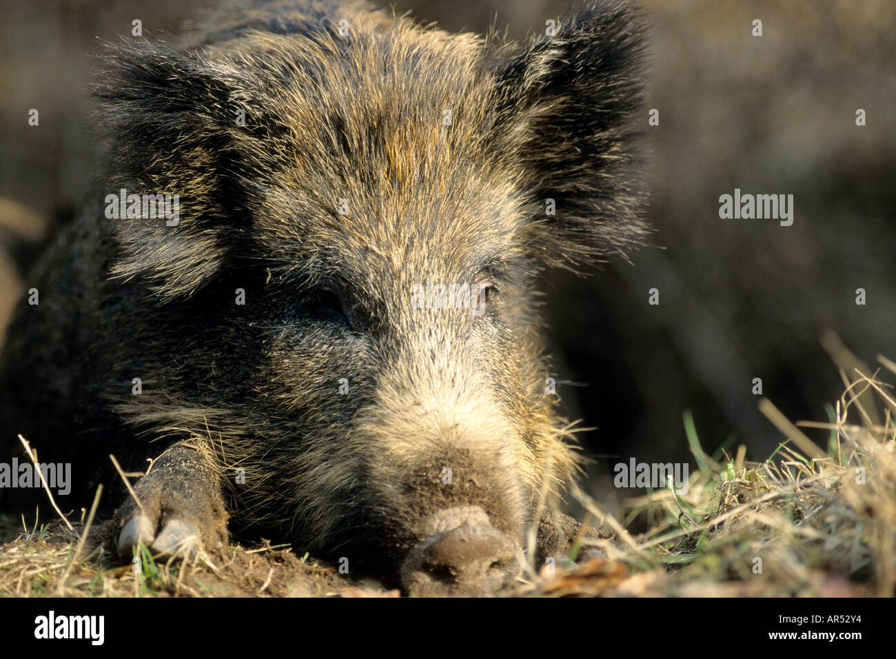 Wildschweinfrischling Jungtiere Wild Boa junge Sus Scrofa authentisches wildes Schleswig Holstein Deutschland-Deutschland Stockfoto