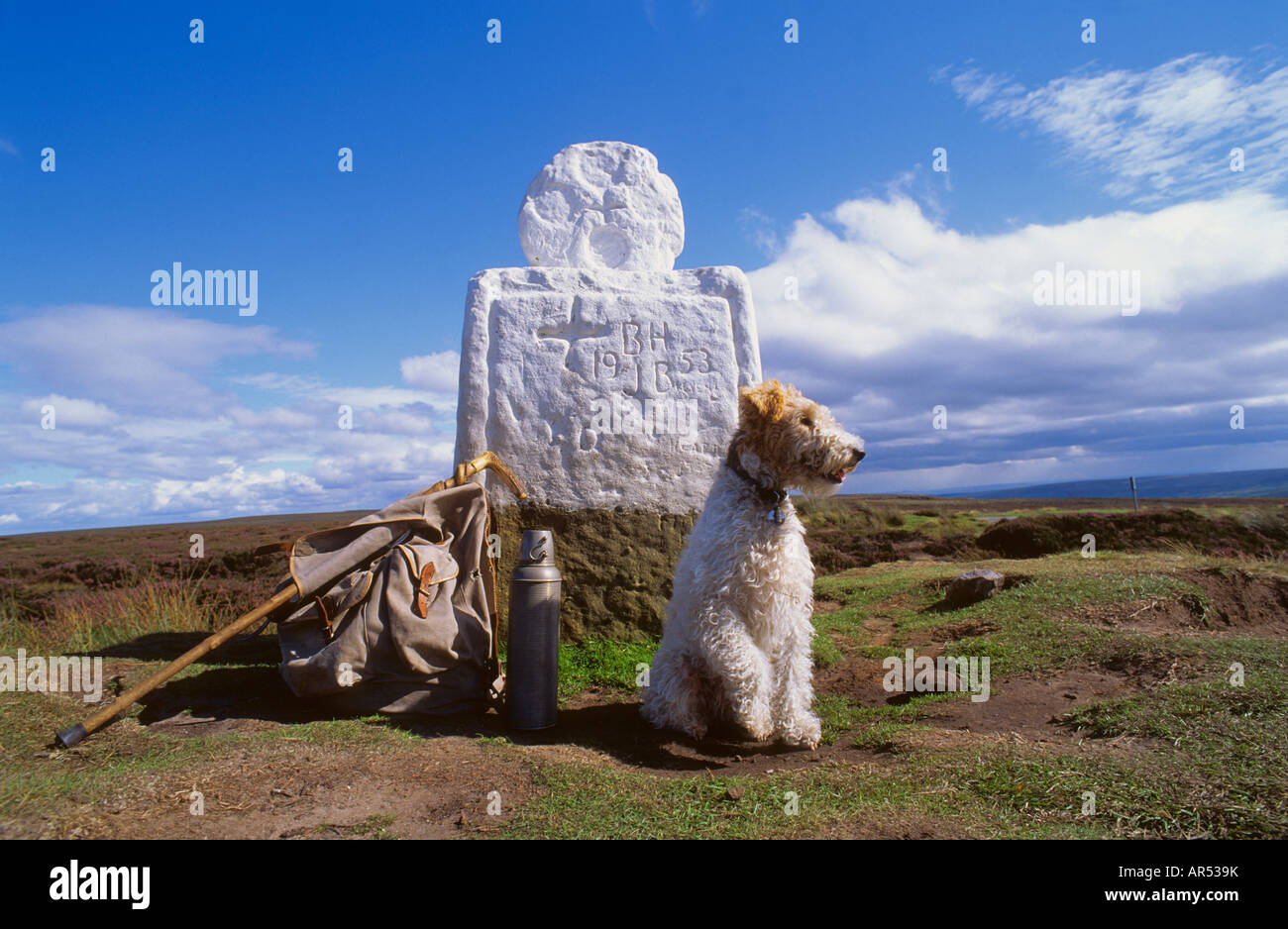 Fox Terrier an Fett Bessy Kreuz North Yorks Moors National Park, England Stockfoto