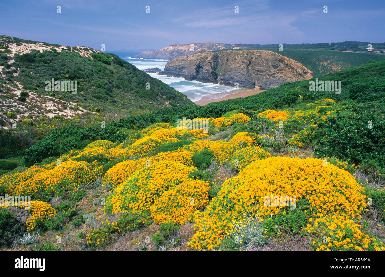 Büsche blühen an der Algarve Alentejo Westküste Costa Vicentina und Sudoeste Alentejano Algarve Portugal Stockfoto