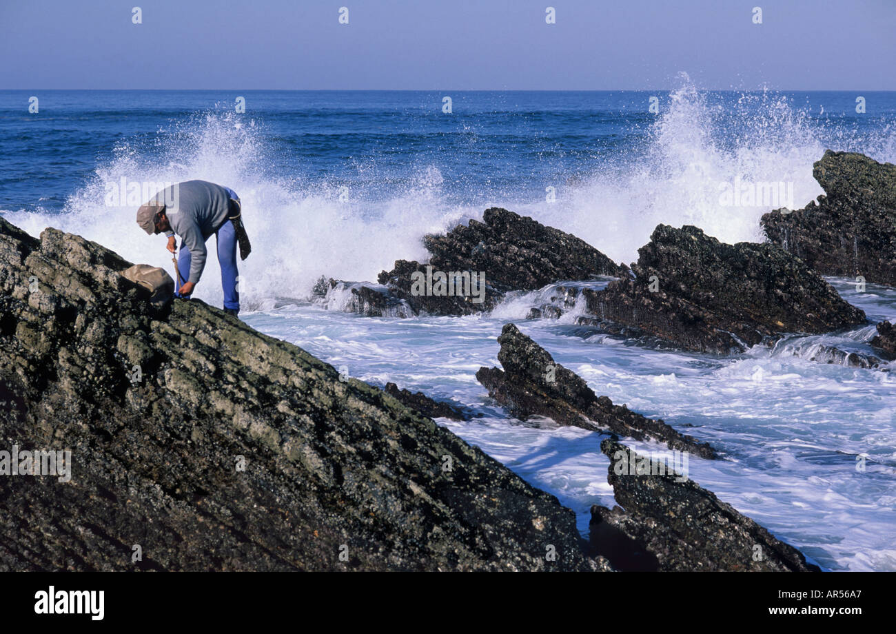 Mensch Fang Muscheln an den Felsen des Praia da Amoreira Aljezur Costa Vicentina Algarve Portugal Stockfoto