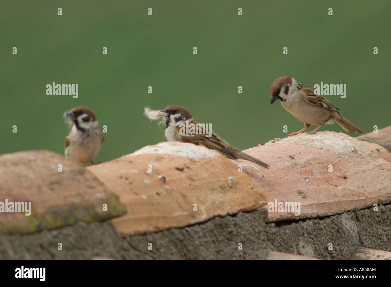 Spatz Passer Montanus, Spanien Stockfoto
