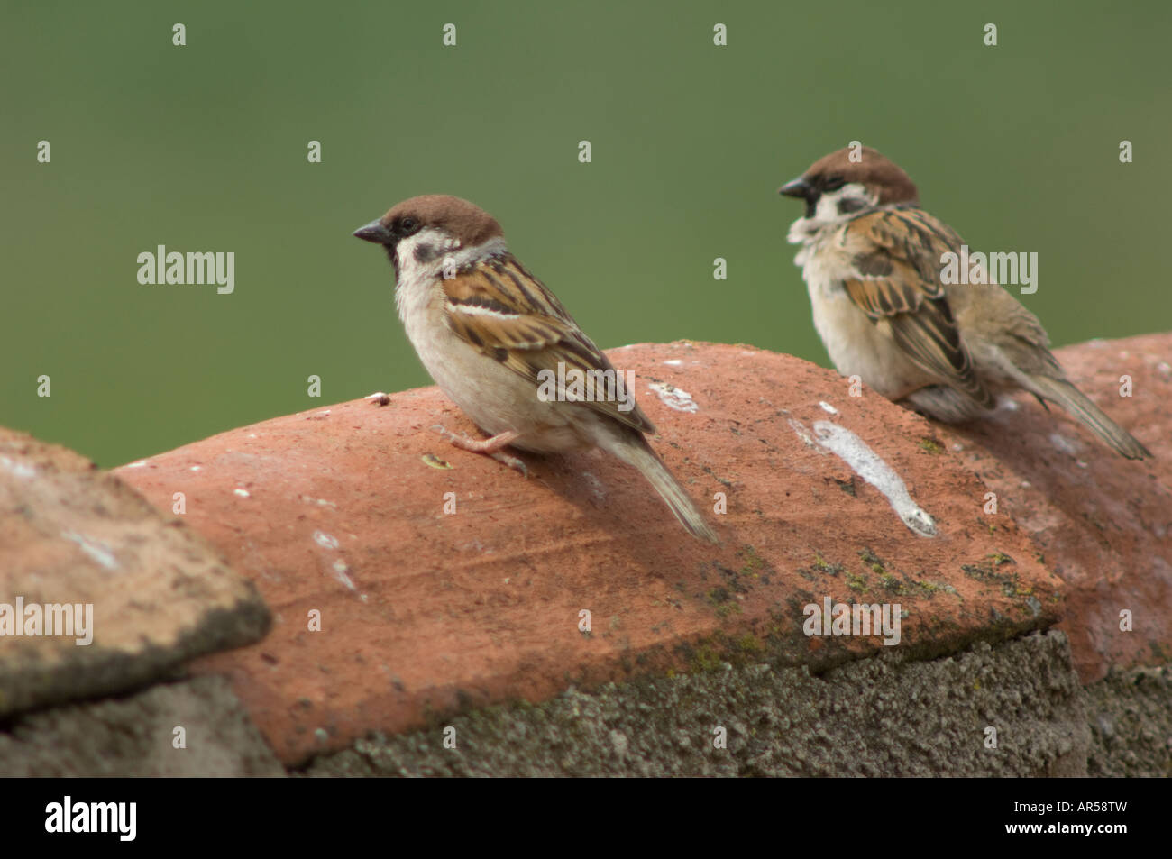 Spatz Passer Montanus, Spanien Stockfoto