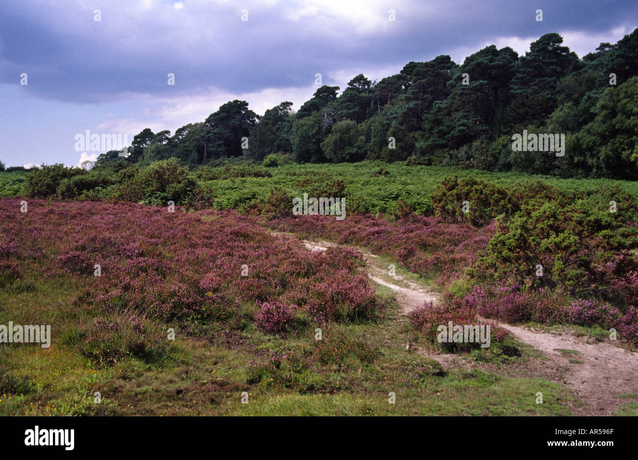Heide im New Forest Hampshire England UK Stockfoto