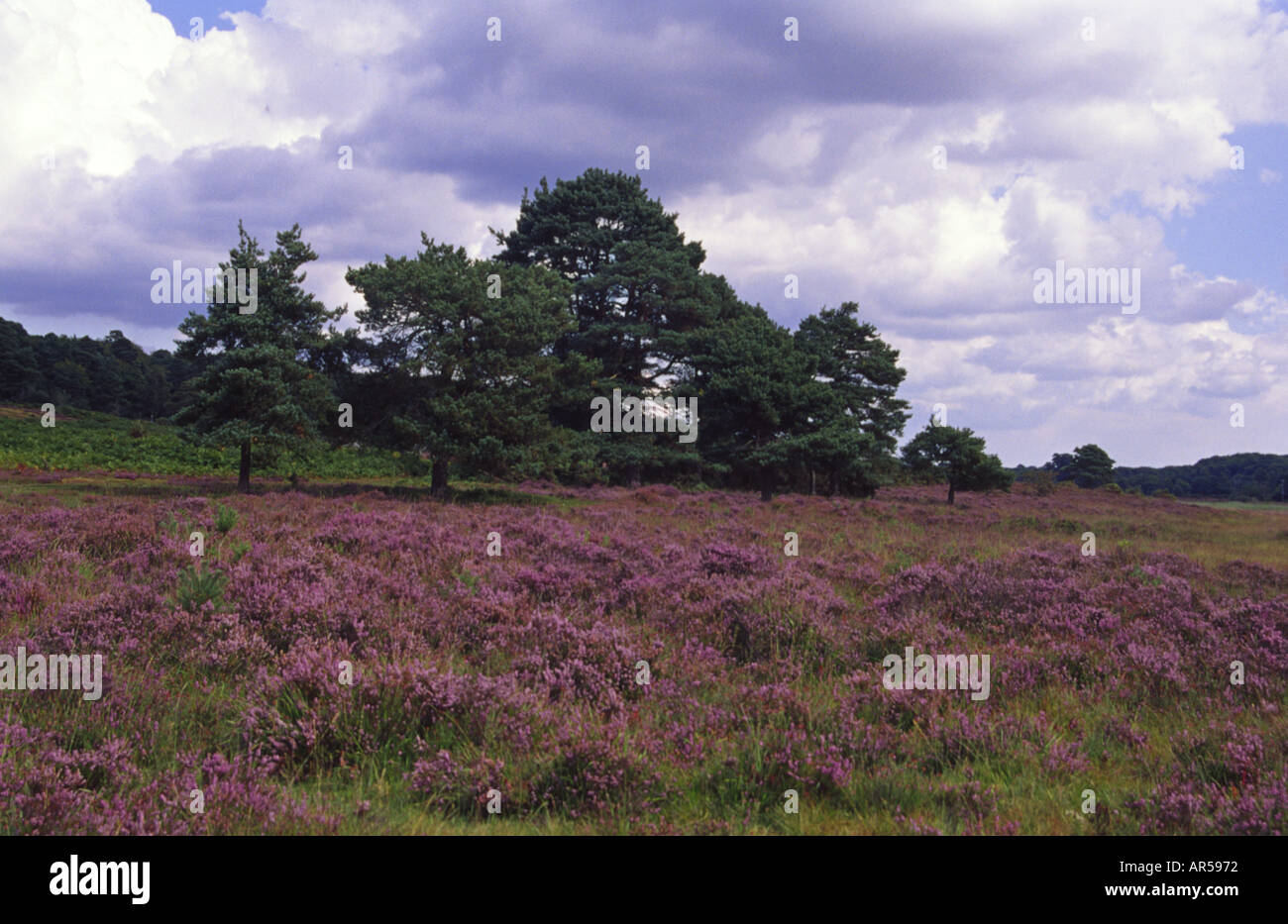 Heide im New Forest Hampshire England UK Stockfoto