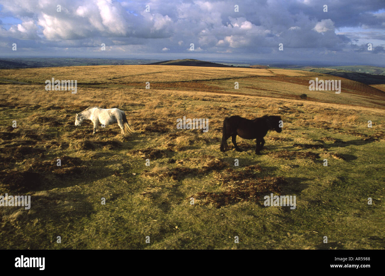 Dartmoor Ponys auf offenen Moor auf Dartmoor Devon England UK Stockfoto