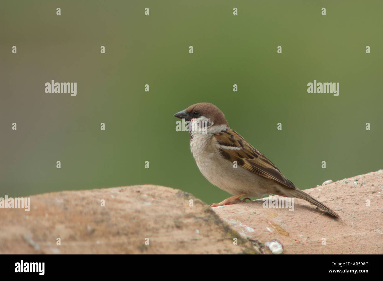 Spatz Passer Montanus, Spanien Stockfoto
