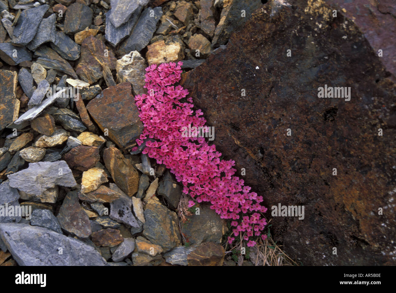 Ochotskischen Douglasia Blume Brooks Range Alaska Stockfoto