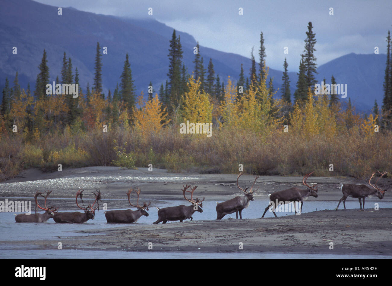 Caribou Stiere Rangifer Tarandus Alatna River Alaska überqueren Stockfoto