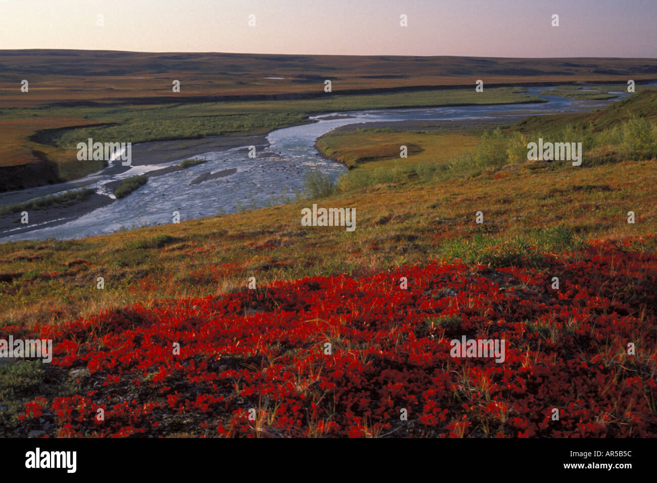 Killik-Fluss fließt durch Herbst farbige Tundra mit Bärentraube Blätter Arktis Alaska Stockfoto