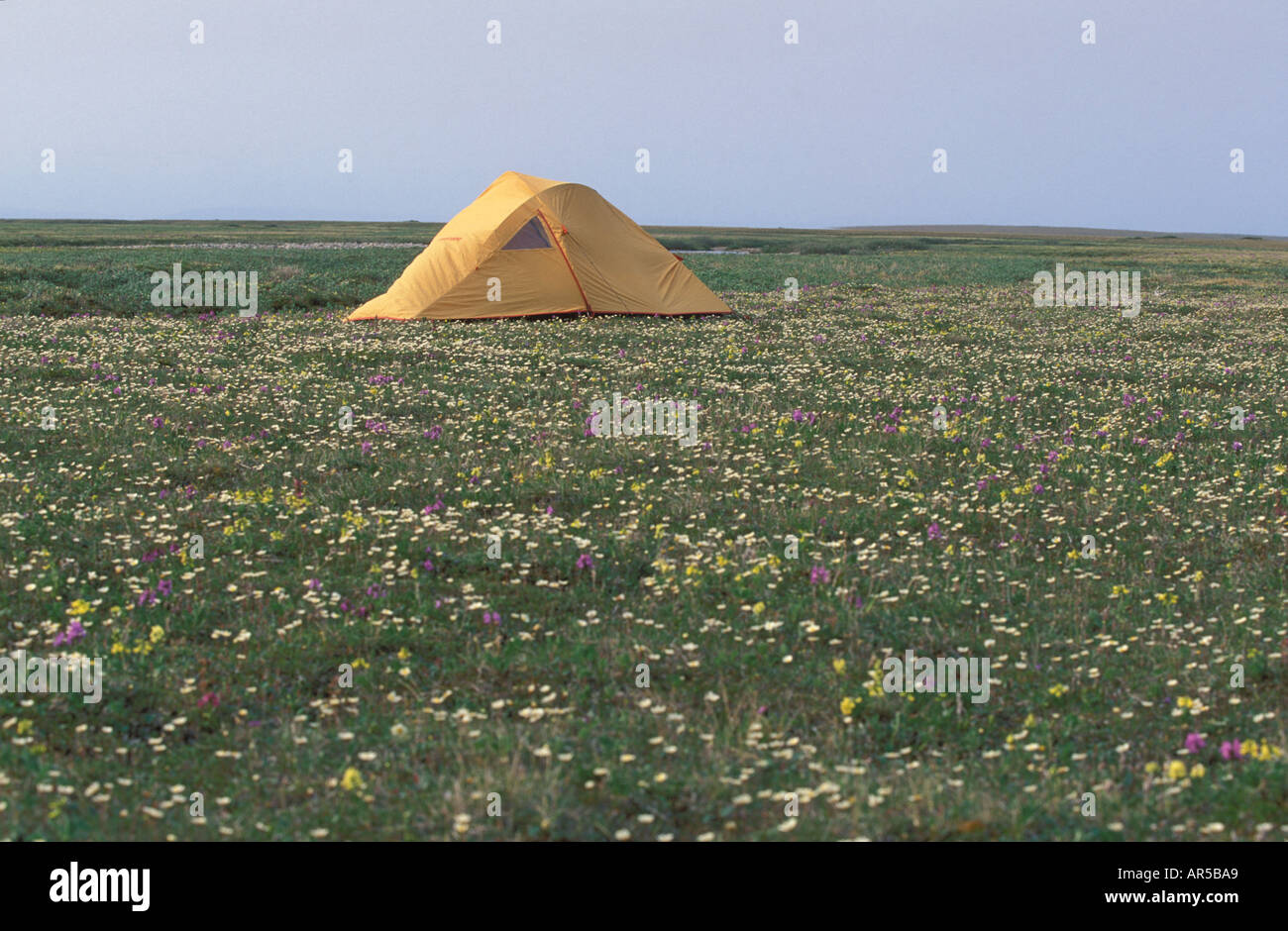 Zelt in Blumen der arktischen Tundra Küsten schlicht Arctic National Wildlife Zuflucht N Alaska Stockfoto