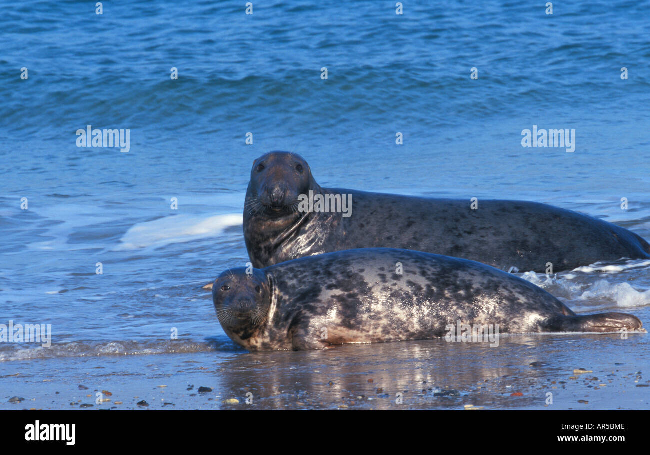 Kegelrobbe Mit Jungtier Halichoerus Grypus Grey Seal mit Grey Seal Pup mit Cub Robben Säugetiere Meeressäuger Stockfoto