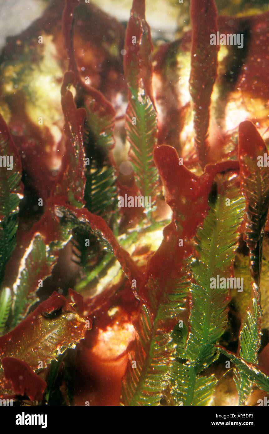 Roter Schleim Algen für Caulerpa Arten von Algen, die häufig in marine  Aquarien angebaut Stockfotografie - Alamy