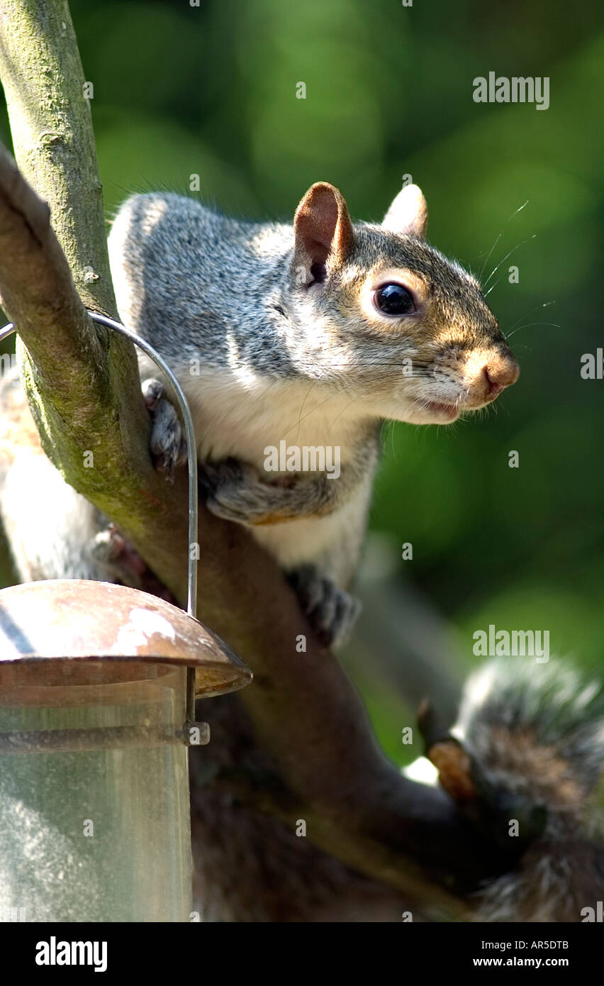 Ein Porträt eines grauen Eichhörnchens gesehen hier saß auf einige Klemmkeile ausgelassen in einem Vogel-Kasten Stockfoto