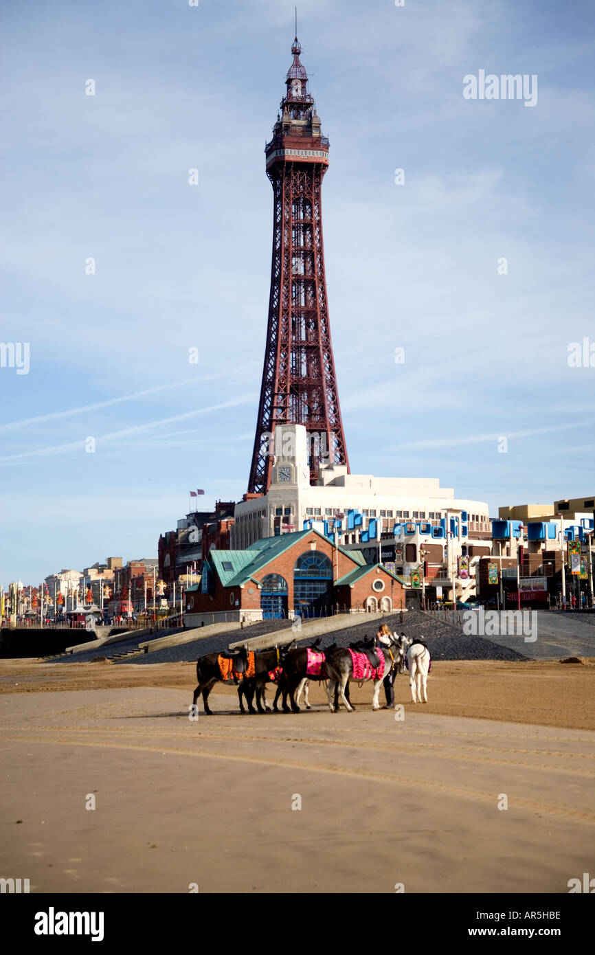 Esel auf Blackpool Sands, Großbritannien Stockfoto