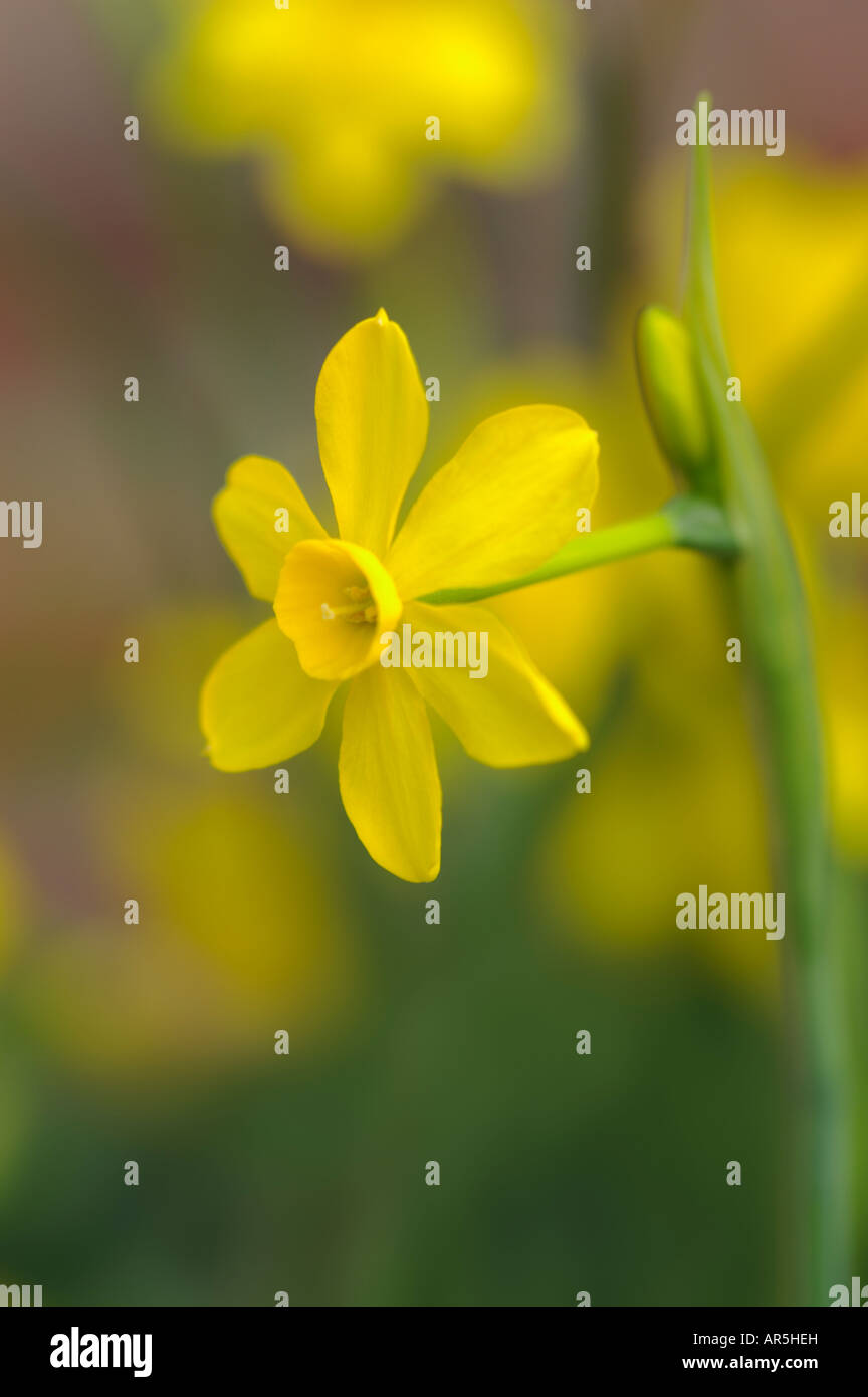 NARCISSUS JONQUILLA NARZISSE Stockfoto