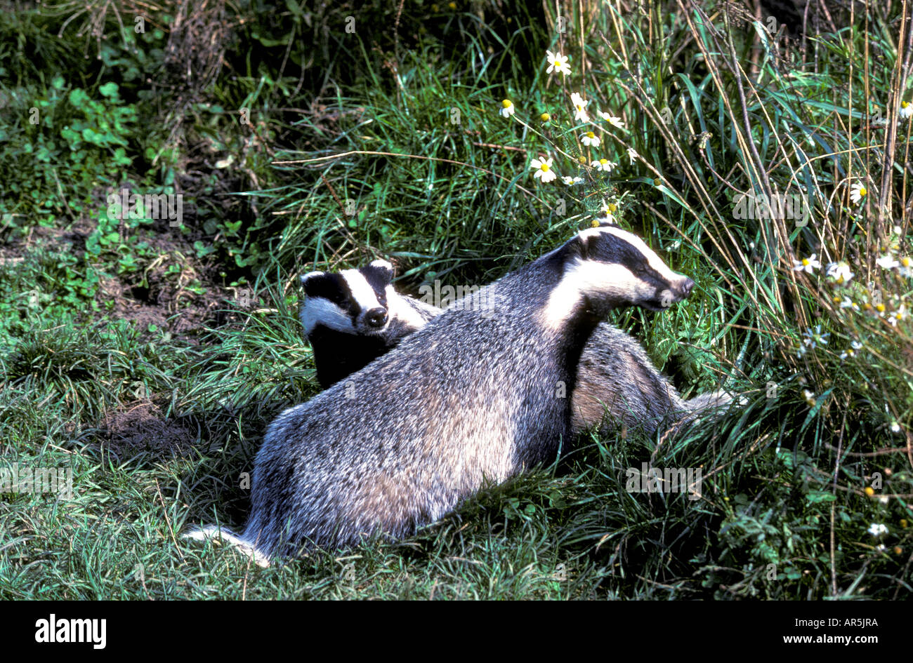 Europäischer Dachs, Dachs, Meles Meles, Europa Stockfoto