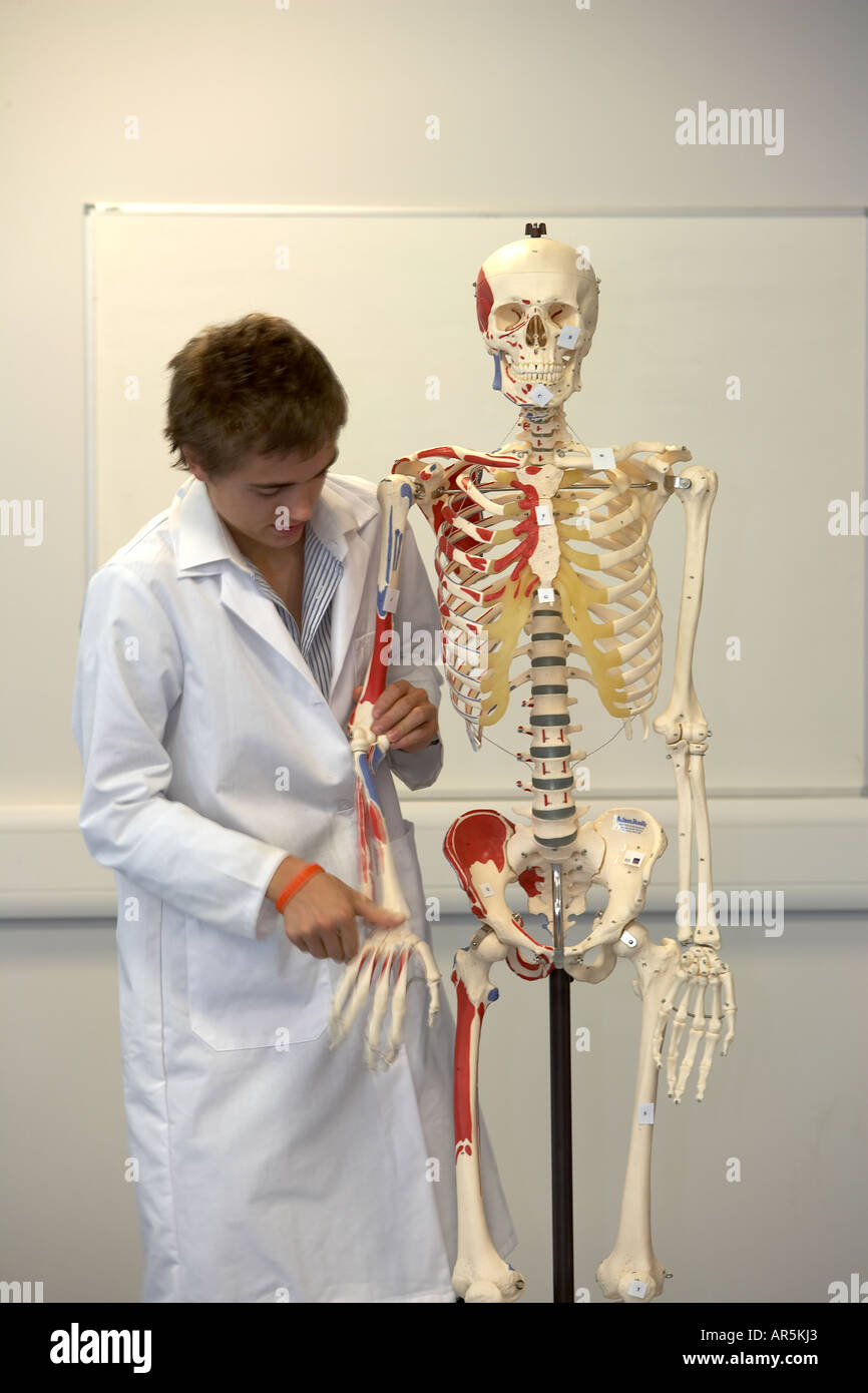 Medizinstudent Loooking am Modell eines menschlichen Skeletts Stockfoto