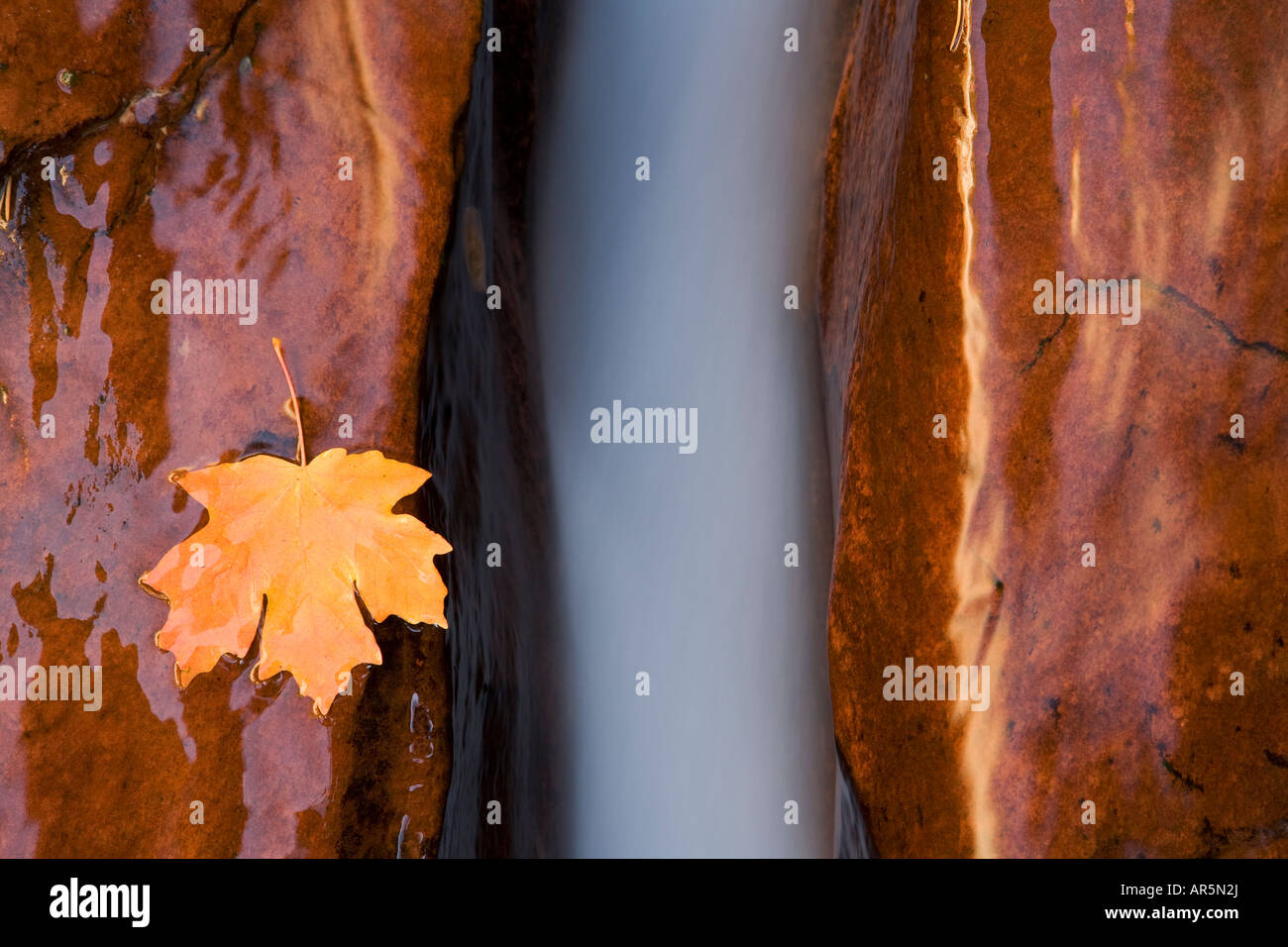 Linke Gabel aus North Creek Zion National Park in Utah Stockfoto