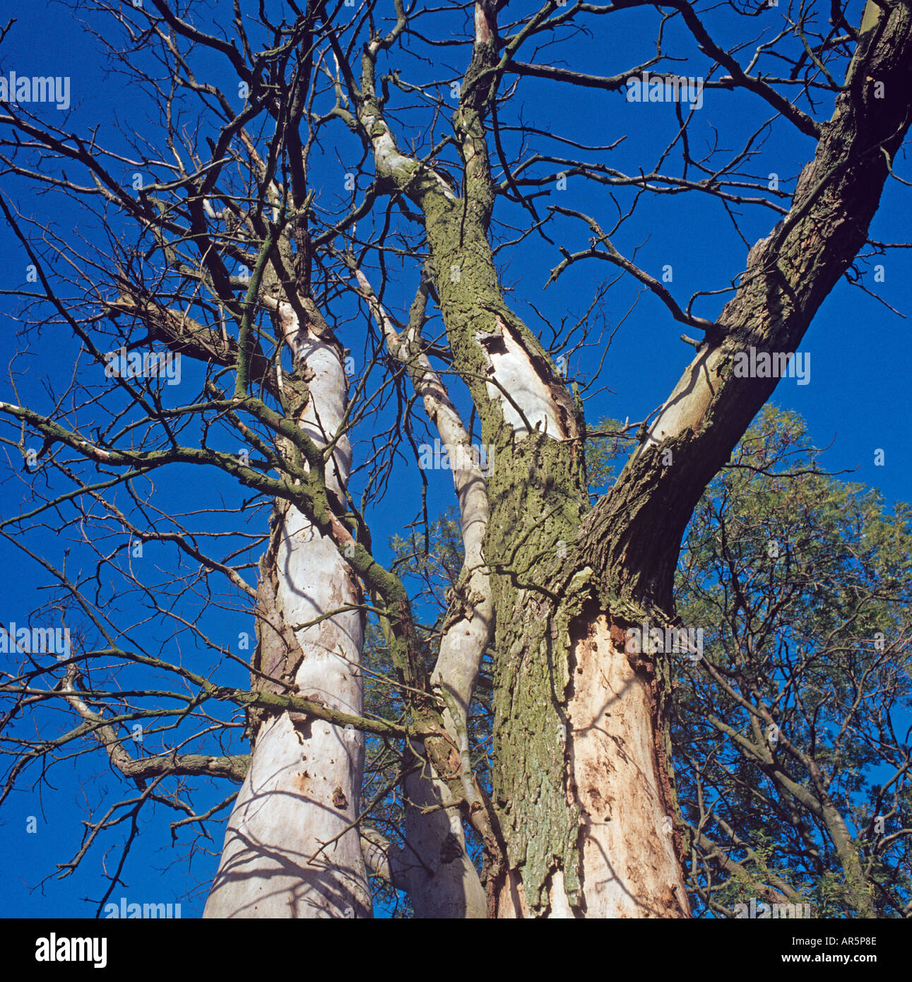 Englische Ulmen Ulmus Procera mit Dutch Elm Desease Stockfoto