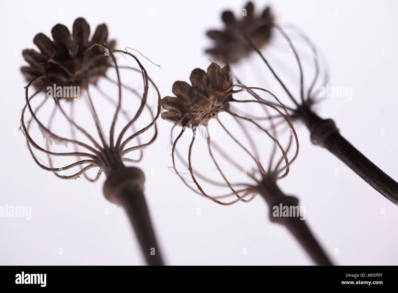 Getrocknete Blume Mohnköpfen Stockfoto