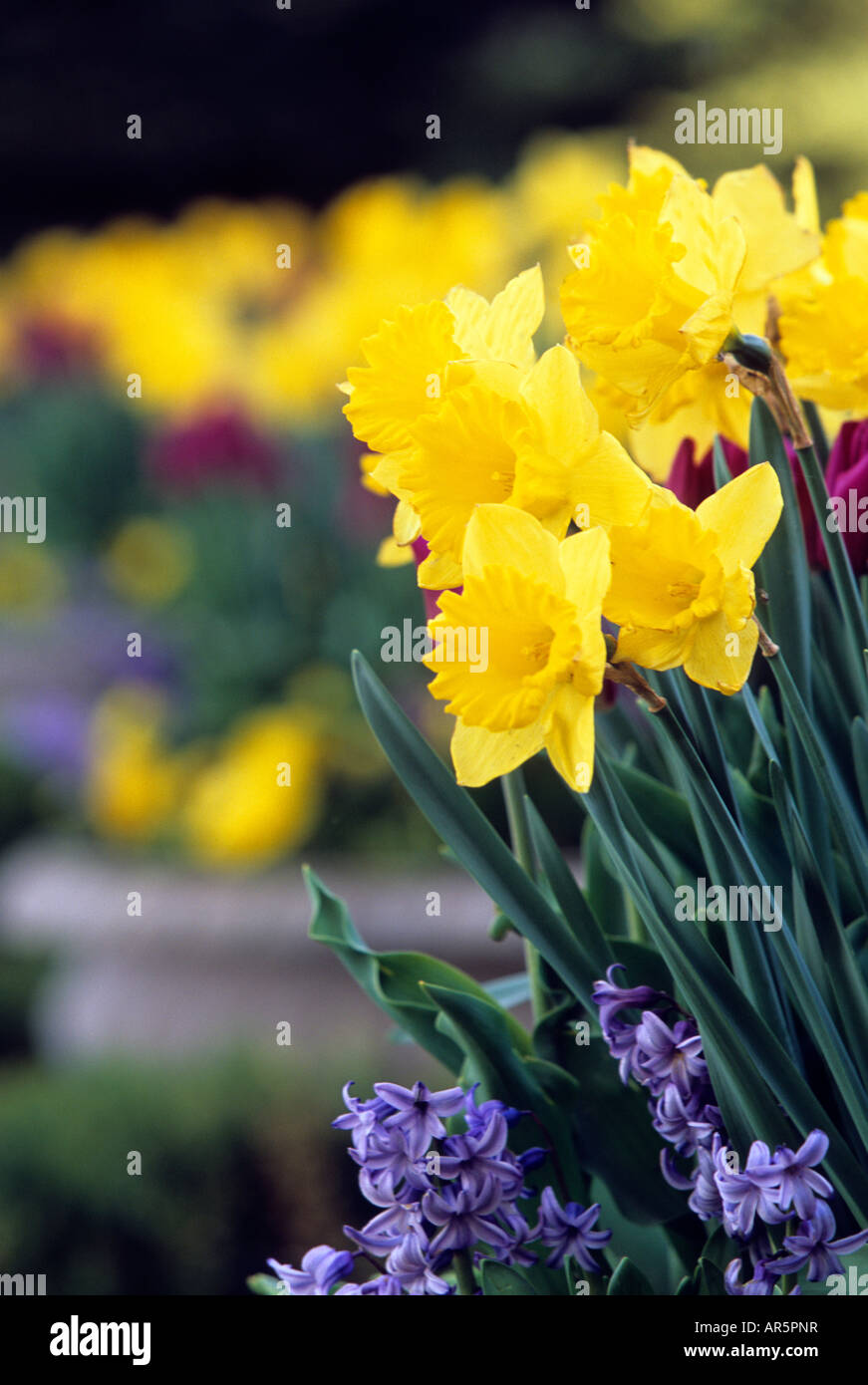 TÖPFE MIT NARZISSEN, TULPEN UND HYAZINTHEN TRAUBE VERLEIHEN FRÜHLINGS-FARBE MINNESOTA ZUHAUSE. MAI. Stockfoto